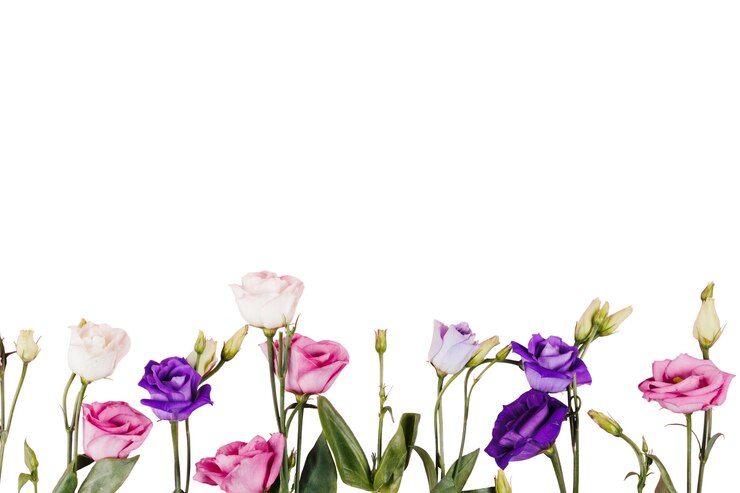 PSD gratuito hermosas rosas flores aisladas
