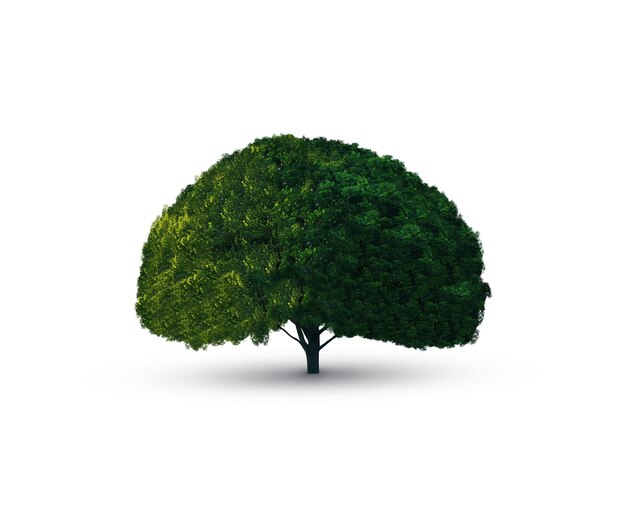 Un hermoso árbol aislado