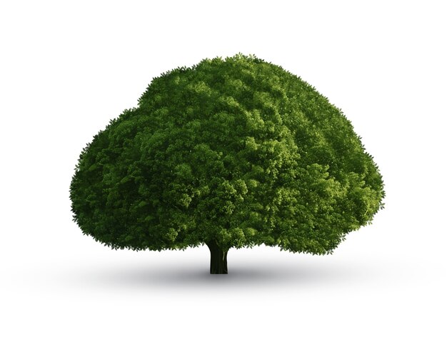 Un hermoso árbol aislado