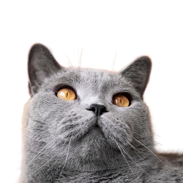 Hermoso gato retrato aislado