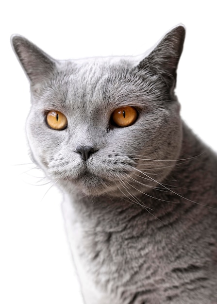 Hermoso gato retrato aislado