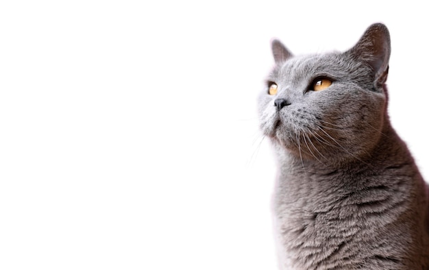 Hermoso gato retrato aislado