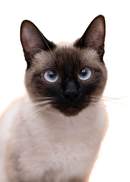 Hermoso gato retrato aislado