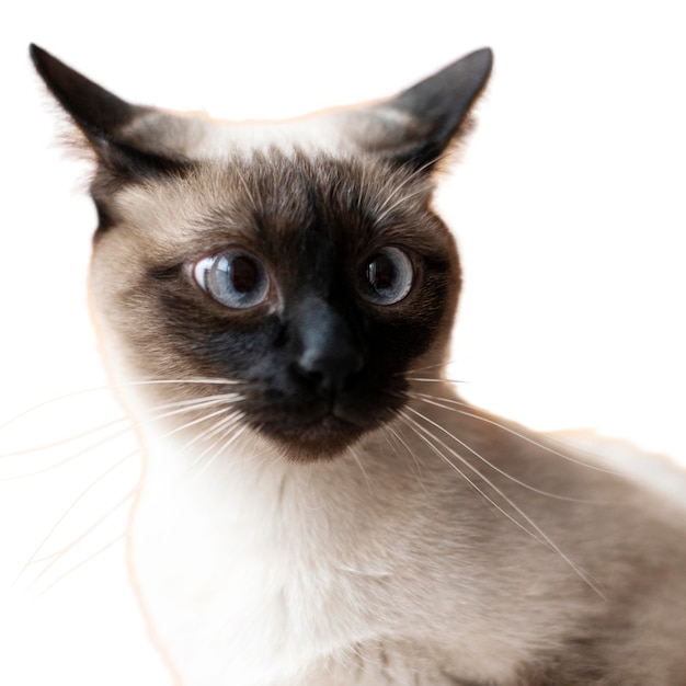 Hermoso gato retrato aislado