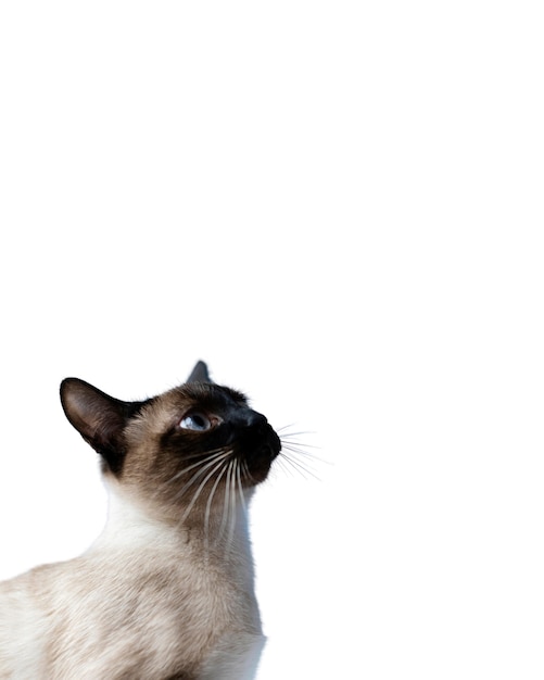 Hermoso gato retrato aislado