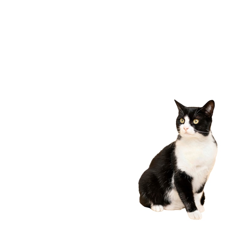 PSD gratuito hermoso gato retrato aislado