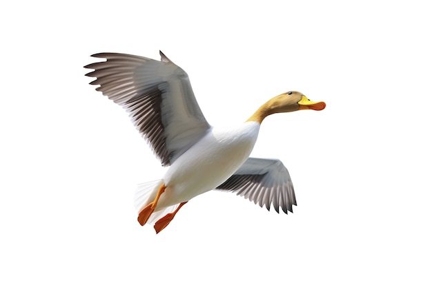El hermoso pato aislado