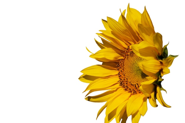 PSD gratuito hermosos girasoles aislados