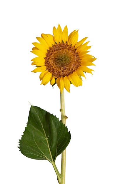 Hermosos girasoles aislados