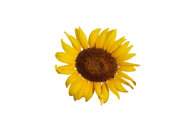 Hermosos girasoles aislados