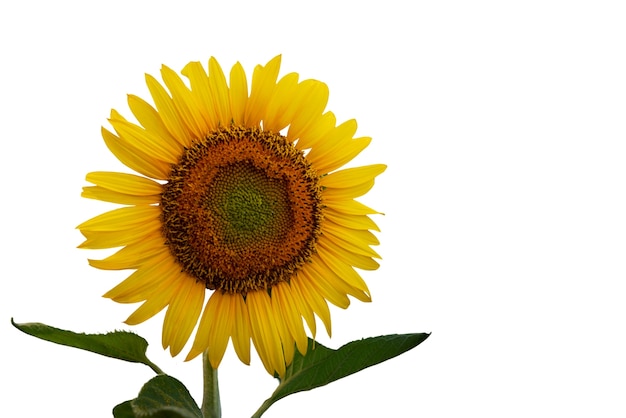 Hermosos girasoles aislados