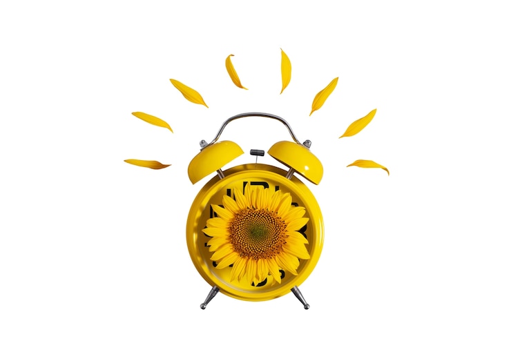 PSD gratuito hermosos relojes de girasol aislados