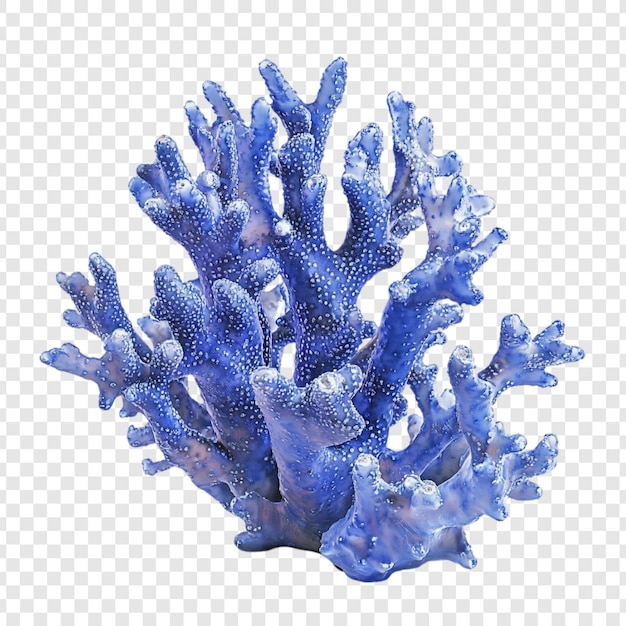 Het prachtige blauwe koraalrif in close-up