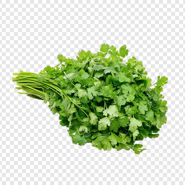 Hierba verde vibrante con un racimo de cilantro fresco