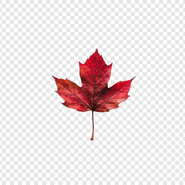 PSD gratuito hoja de arce carmesí una sola hoja de otoño contra un fondo transparente