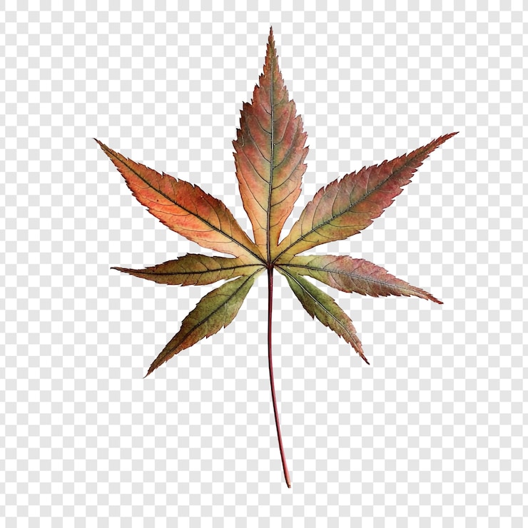 PSD gratuito la hoja de arce de otoño un estudio en rojo y oro