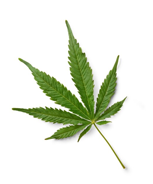 Hoja de maleza aislada