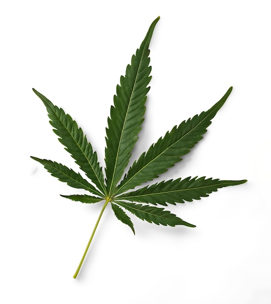 Hoja de maleza aislada