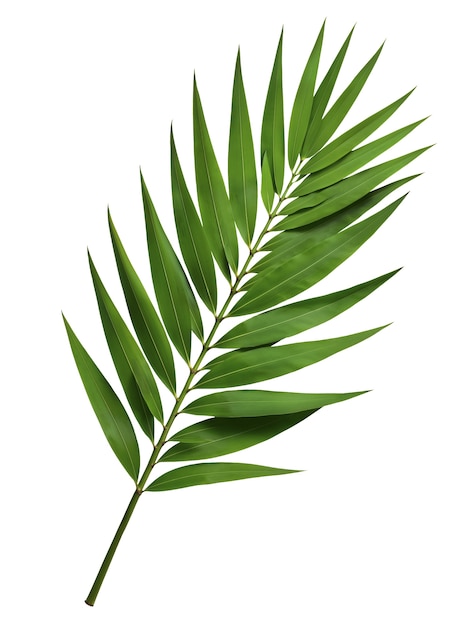 Hoja de palma aislada
