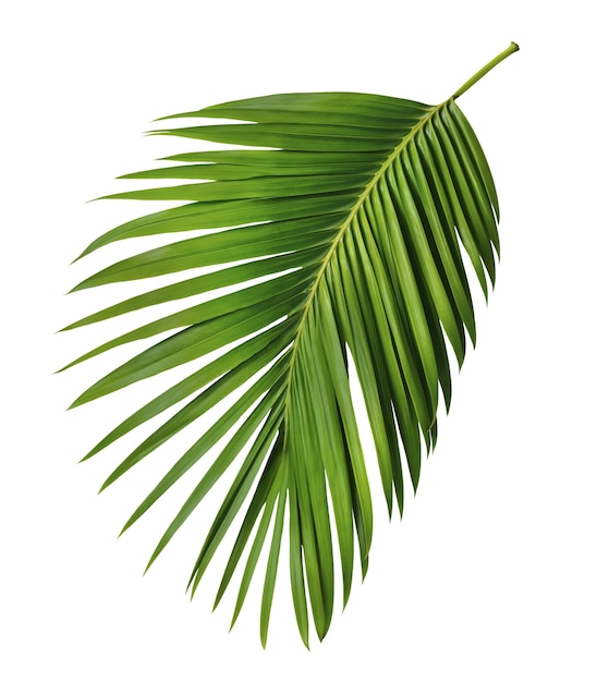 Hoja de palma aislada