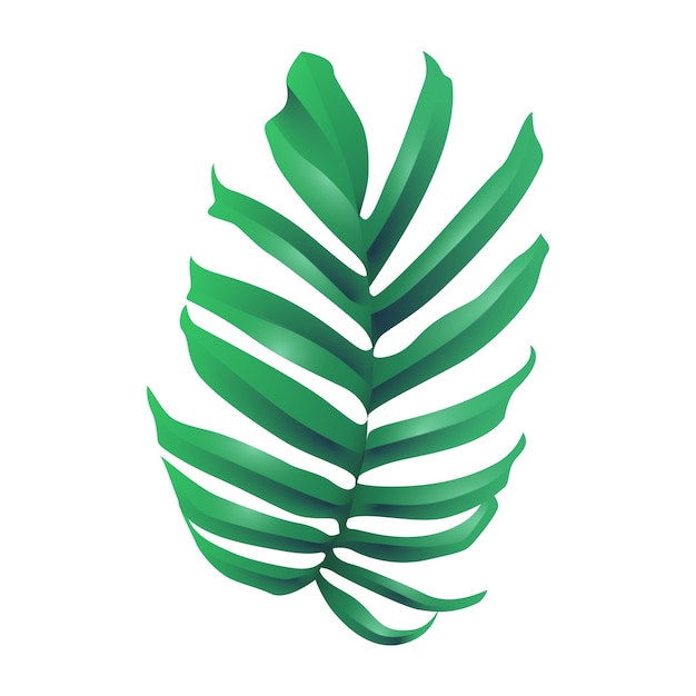 Hojas aisladas de palmeras tropicales