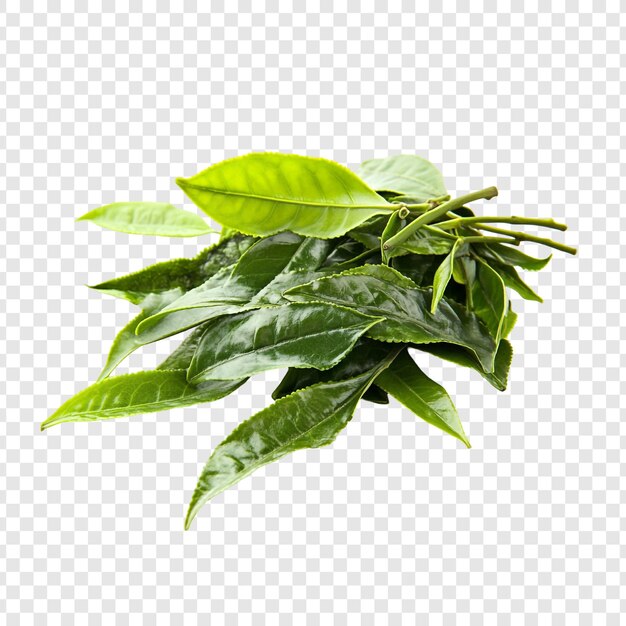 Hojas frescas de té verde