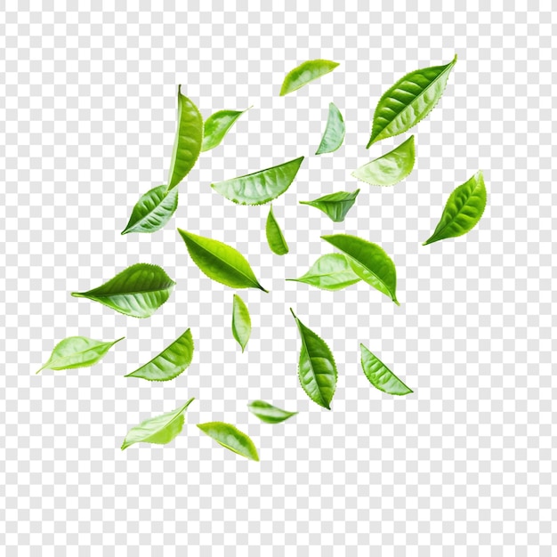 Las hojas de té verde caen con gracia