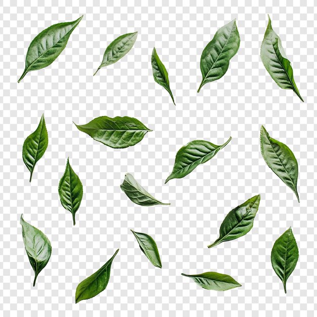 Hojas de té verdes cayendo sobre un fondo blanco