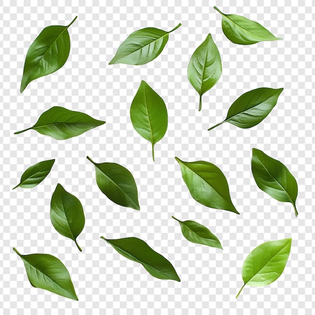 Las hojas verdes vibrantes caen la gracia de la naturaleza
