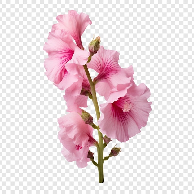 Gratis PSD hollyhock bloem geïsoleerd op doorzichtige achtergrond