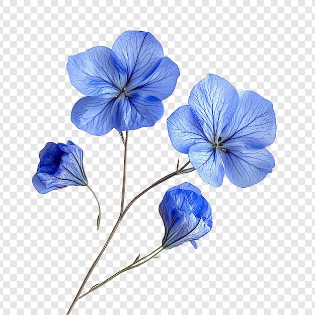 I delicati fiori blu: uno studio botanico