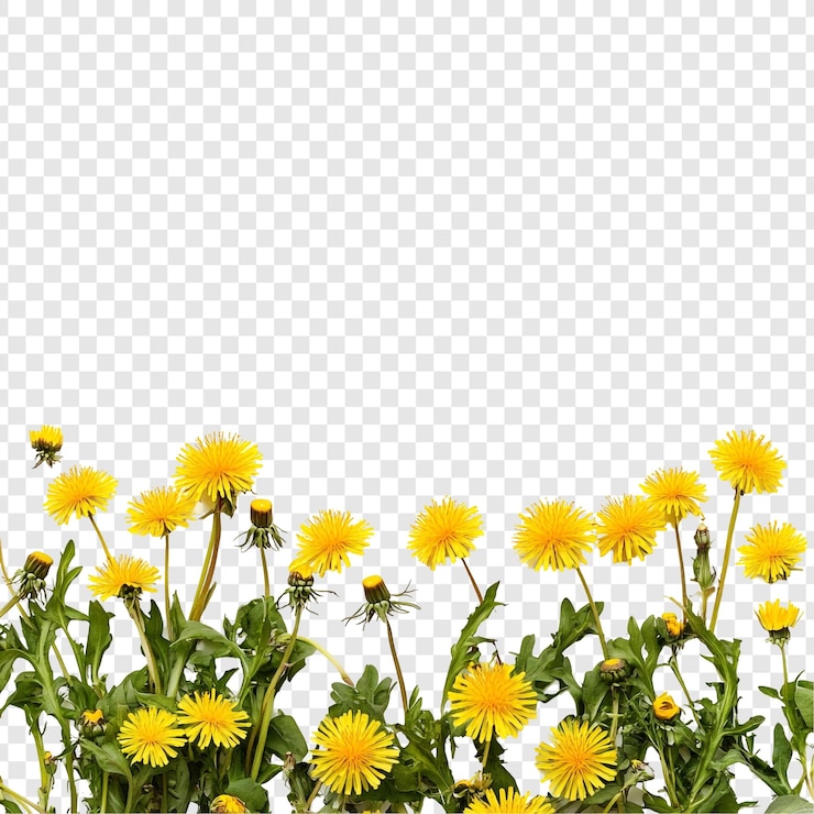 PSD gratuito i dente di leone vivaci fioriscono in primavera