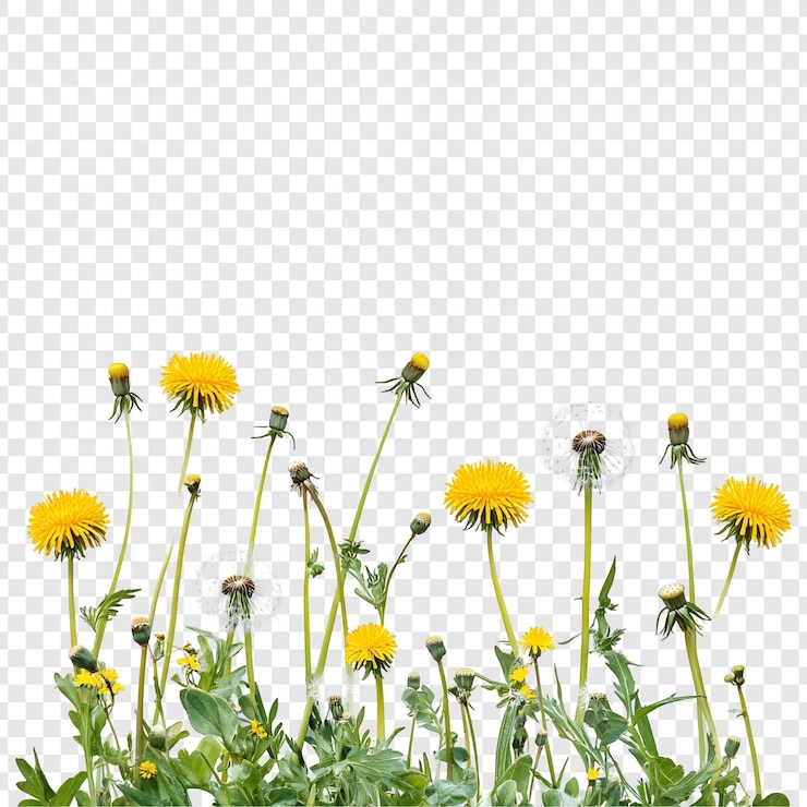 PSD gratuito i dente di leone vivaci in piena fioritura una delizia primaverile