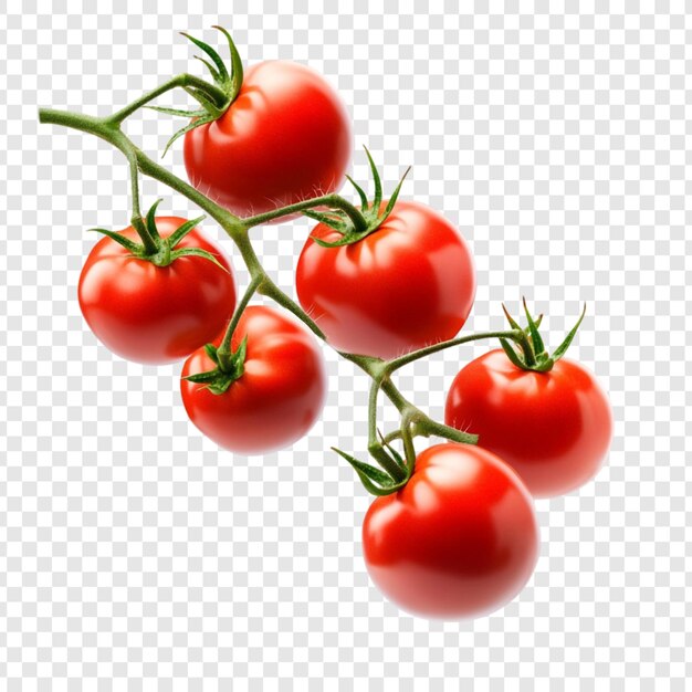 I pomodori rossi succosi sulla vite Una vivace natura morta