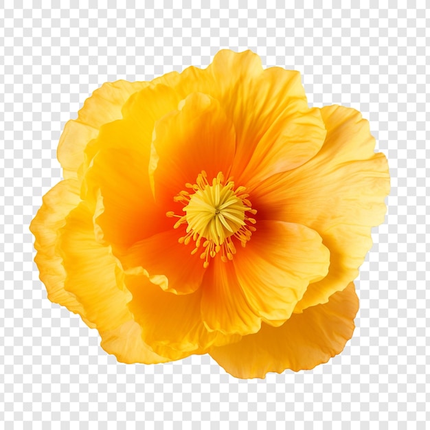 Gratis PSD ijsland poppy bloem png geïsoleerd op transparante achtergrond