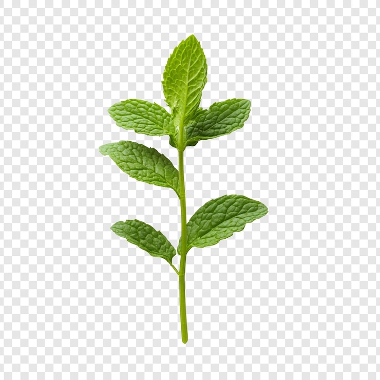 PSD gratuito il ramoscello di menta fresco un'erba verde vivace