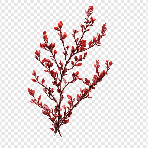 Il ramoscello rosso vibrante Un primo piano del fogliame autunnale