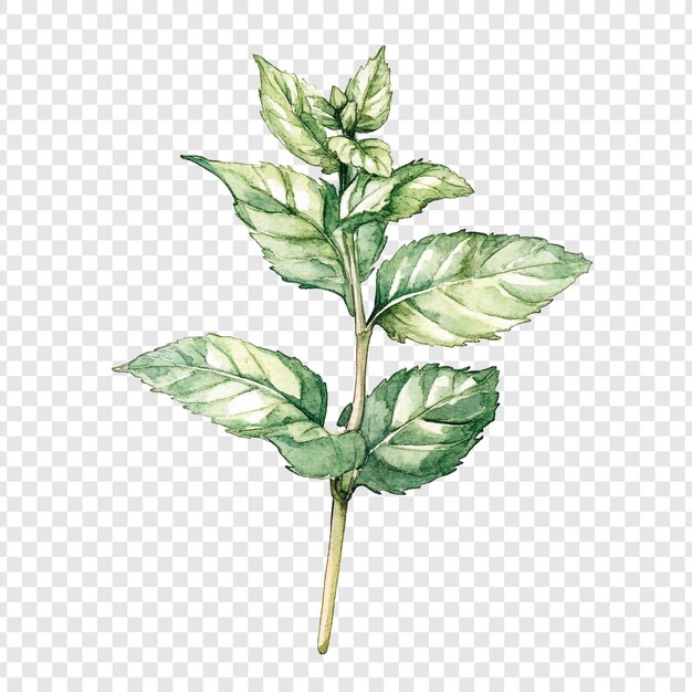 Ilustración en acuarela de una ramita de menta fresca