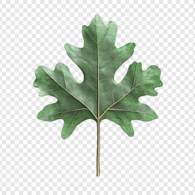 Ilustración botánica de una sola hoja verde Planta de la naturaleza