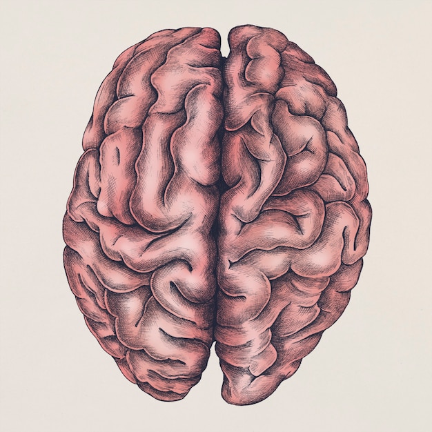 Ilustración del cerebro