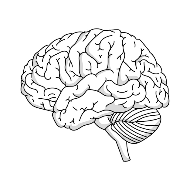 Ilustración del contorno del cerebro