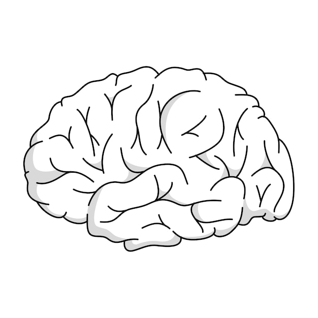 PSD gratuito ilustración del contorno del cerebro