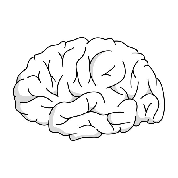 Ilustración del contorno del cerebro