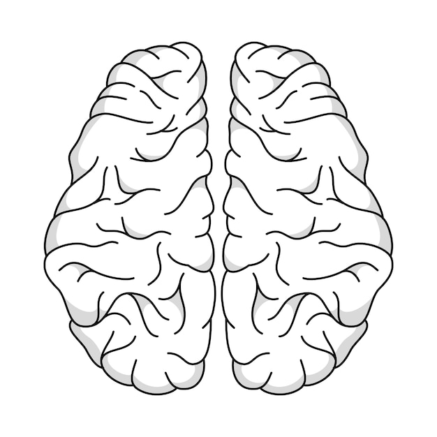 Ilustración del contorno del cerebro