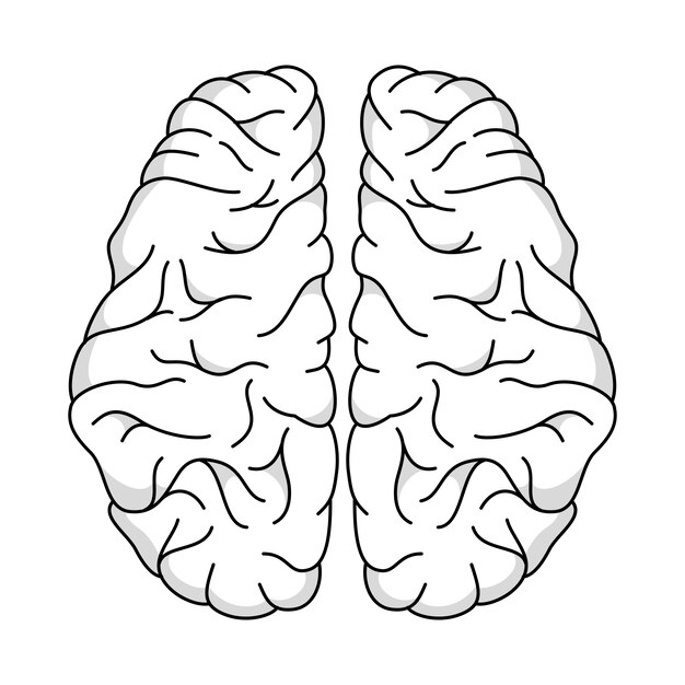 Ilustración del contorno del cerebro