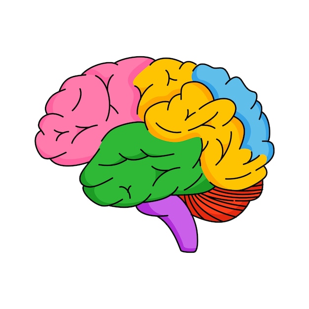 Ilustración del contorno del cerebro