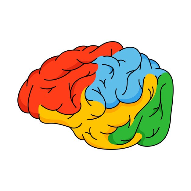 Ilustración del contorno del cerebro
