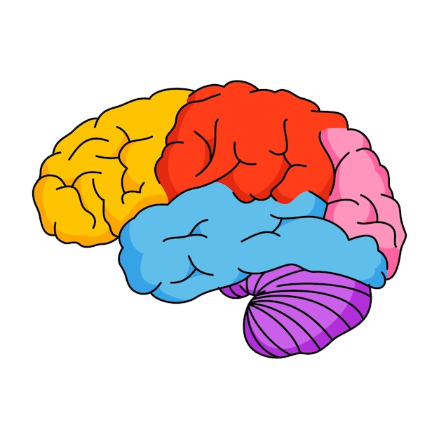 Ilustración del contorno del cerebro