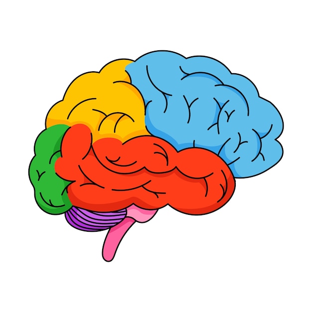 Ilustración del contorno del cerebro