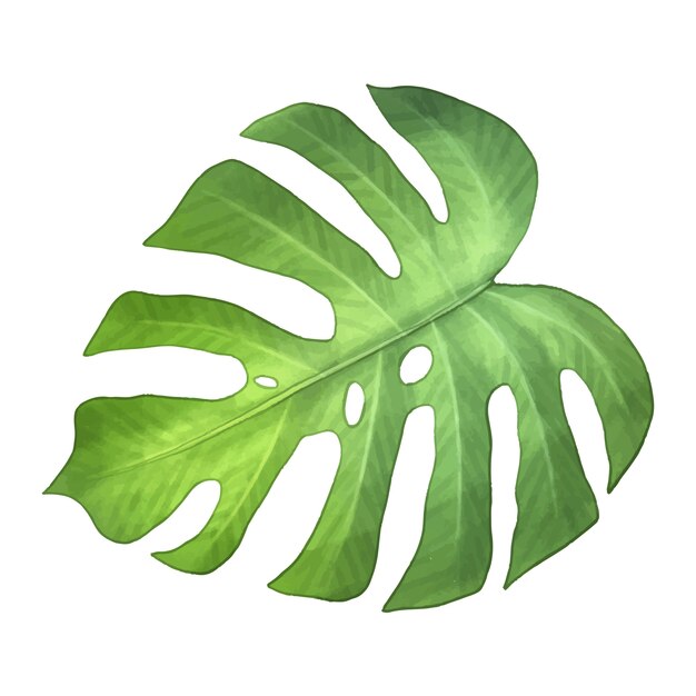 Ilustración de hojas tropicales en acuarela
